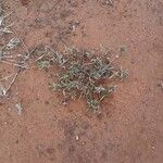Blepharis linariifolia Habit