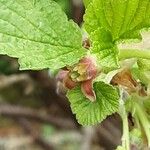 Ribes nigrum Flower