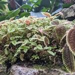 Pilea involucrata Агульны выгляд