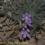 Campanula mollis Habit