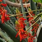 Erythrina humeana फूल