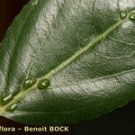 Rhamnus glandulosa Lapas