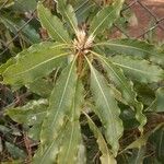 Pittosporum undulatum Leaf