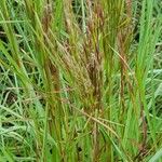 Schizachyrium microstachyum Plante entière