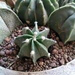 Astrophytum capricorne Leht