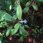 Psychotria urbaniana Leaf