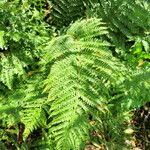 Polystichum braunii Цвят