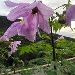 Dahlia imperialis Kvet