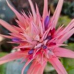 Aechmea fasciataCvet