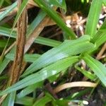 Habenaria praealta Leaf