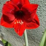 Hippeastrum reginaeBlodyn