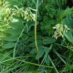 Astragalus frigidus Blüte