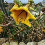 Solandra maxima Flower