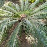 Cycas revoluta Hábito