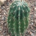 Ferocactus herrerae Foglia