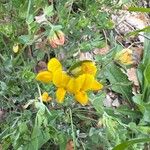 Lotus parviflorus Blüte