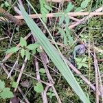 Calopogon tuberosus Hoja