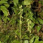 Epipactis phyllanthes Habit