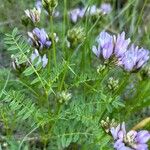 Astragalus danicus Blomst