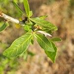 Commiphora madagascariensis Лист