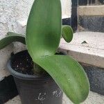 Haemanthus deformis Hoja