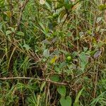 Brunfelsia lactea Fulla