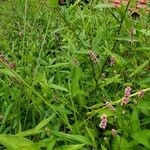 Polygonum persicariaFlower