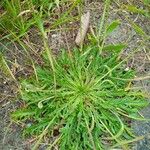 Plantago virginica 叶