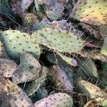 Opuntia littoralis Lapas