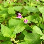 Galeopsis pubescensBlüte