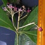 Ardisia opegrapha Other