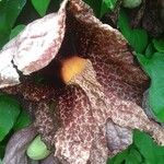 Aristolochia littoralis Flower