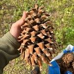 Pinus coulteri Фрукт