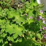 Geranium renardii Leaf