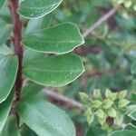 Veronica elliptica Foglia