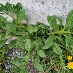 Asperugo procumbens عادت داشتن