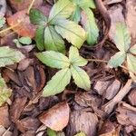 Rubus trivialis Leaf