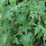 Lactuca muralis Leaf