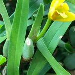 Maxillaria variabilis Агульны выгляд