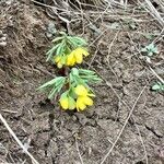 Gymnospermium odessanum Flower