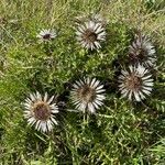 Carlina acaulis 花