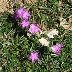 Dianthus gallicus Autre