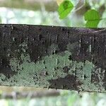 Lacmellea aculeata Lubje