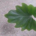 Philodendron speciosum Leaf