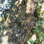 Quercus ilex Kabuk