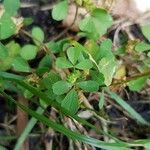 Trifolium campestre Blatt