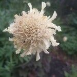 Cephalaria gigantea Kwiat