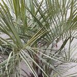 Butia paraguayensis Hábito