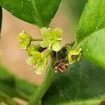 Cassine crocea Flor