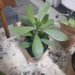 Senecio decaryi Hoja